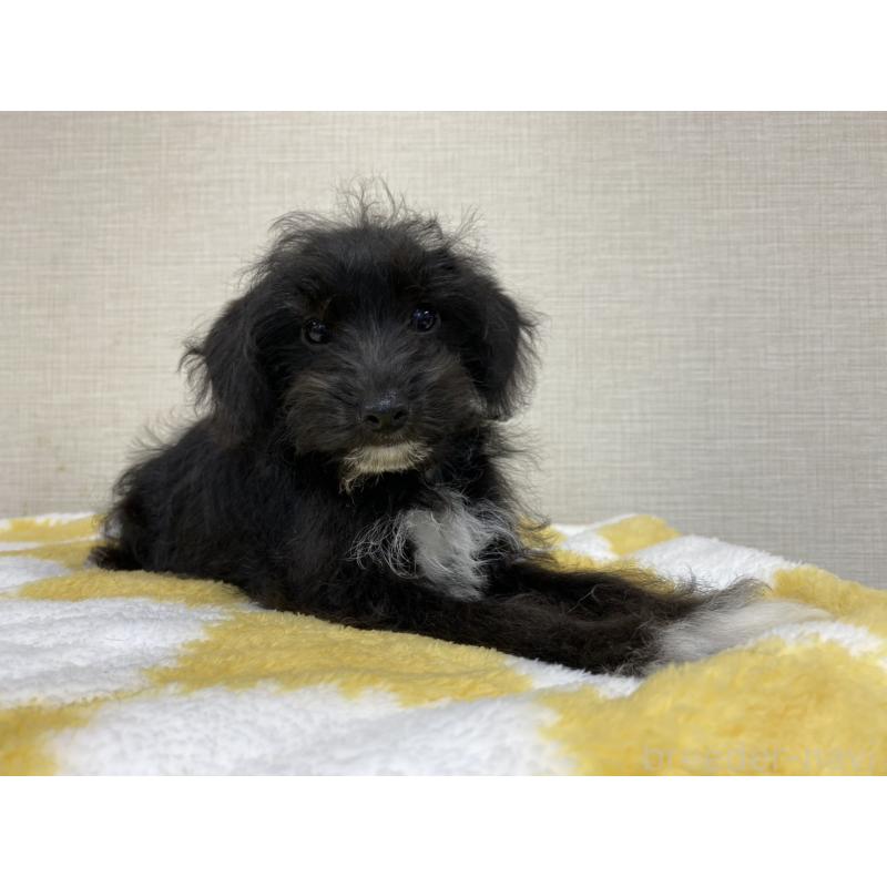 販売中の群馬県のミックス犬-422245の2枚目