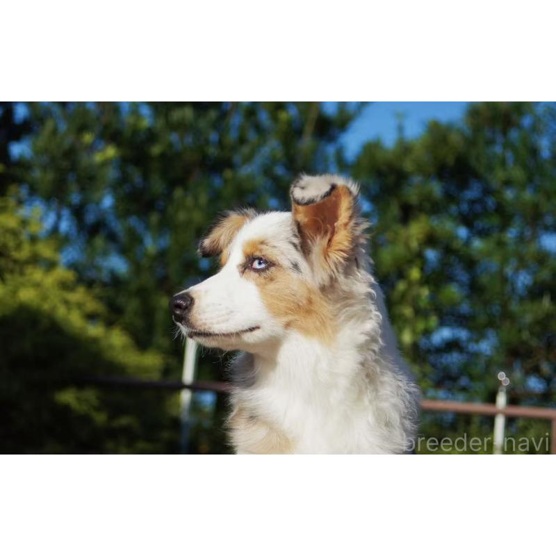 販売中の千葉県のオーストラリアンシェパード-404146の4枚目