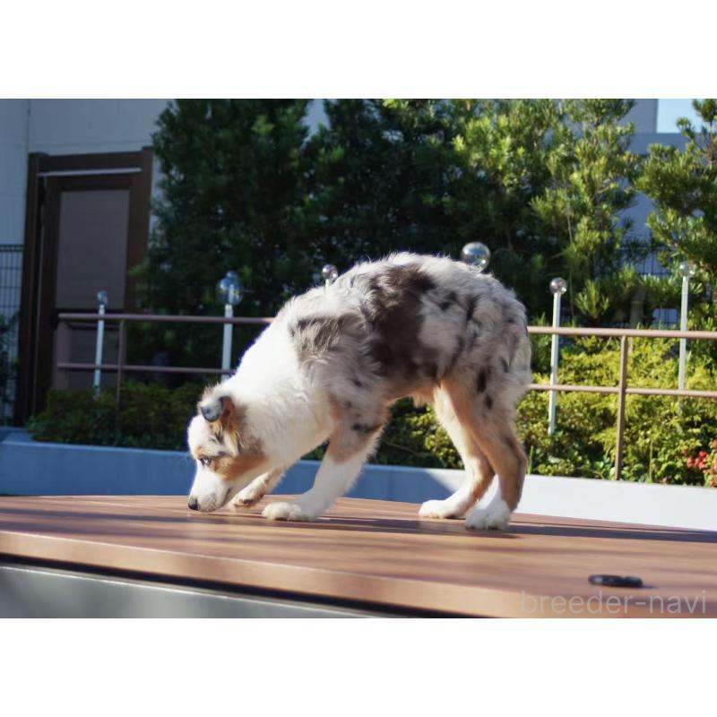 販売中の千葉県のオーストラリアンシェパード-404146の3枚目