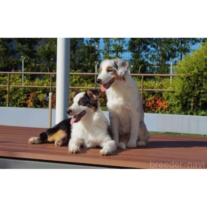 販売中の千葉県のオーストラリアンシェパード-399856の5枚目