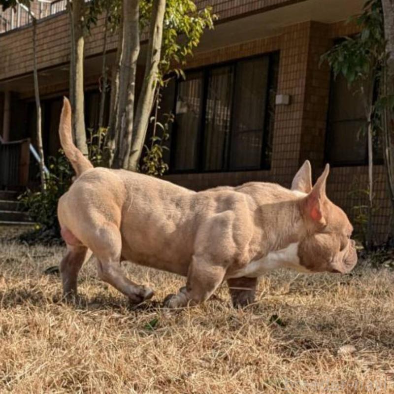 Gremlinくん1枚目