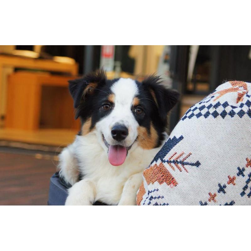 販売中の千葉県のオーストラリアンシェパード-417835の7枚目