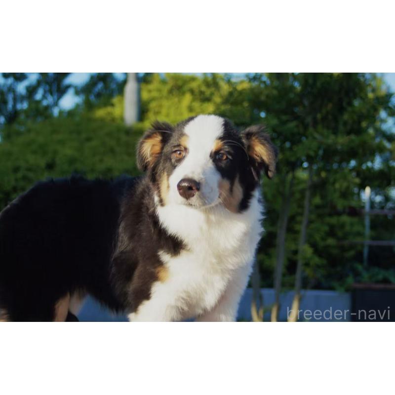 販売中の千葉県のオーストラリアンシェパード-417835の6枚目