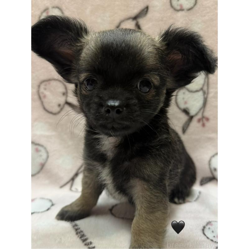 販売中の愛知県のチワワ(ロングコート)-416520の9枚目