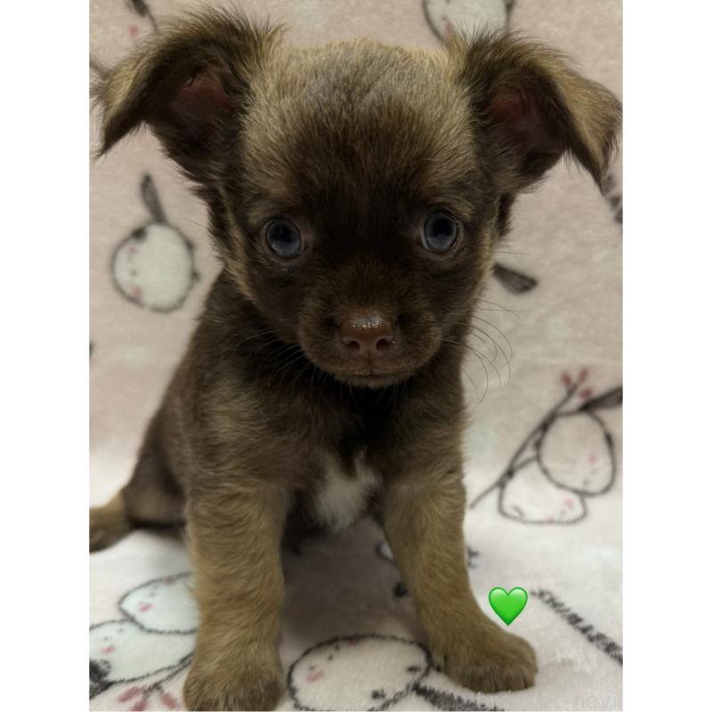 販売中の愛知県のチワワ(ロングコート)-416521の10枚目