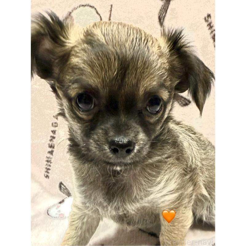 販売中の愛知県のチワワ(ロングコート)-416522の11枚目