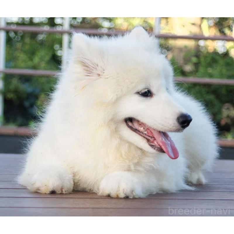 販売中の千葉県のサモエド-407360の5枚目