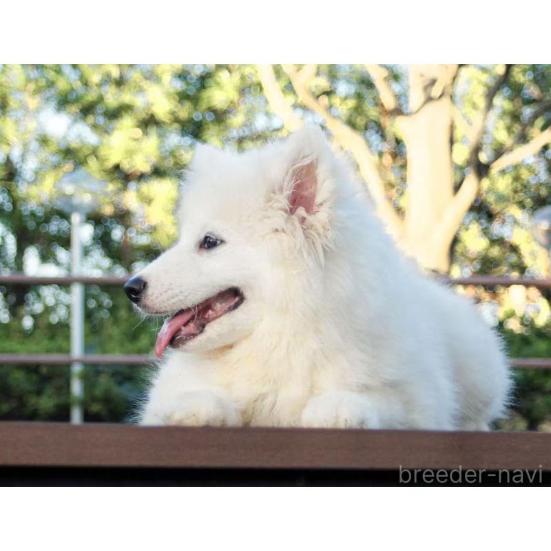 販売中の千葉県のサモエド-407360の4枚目