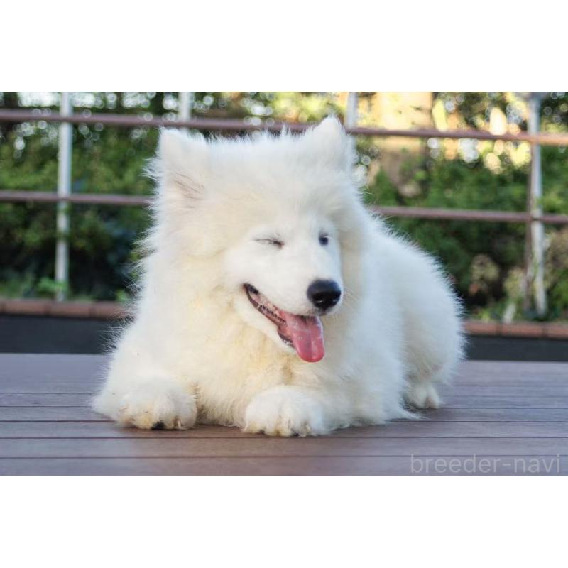 販売中の千葉県のサモエド-407360の3枚目