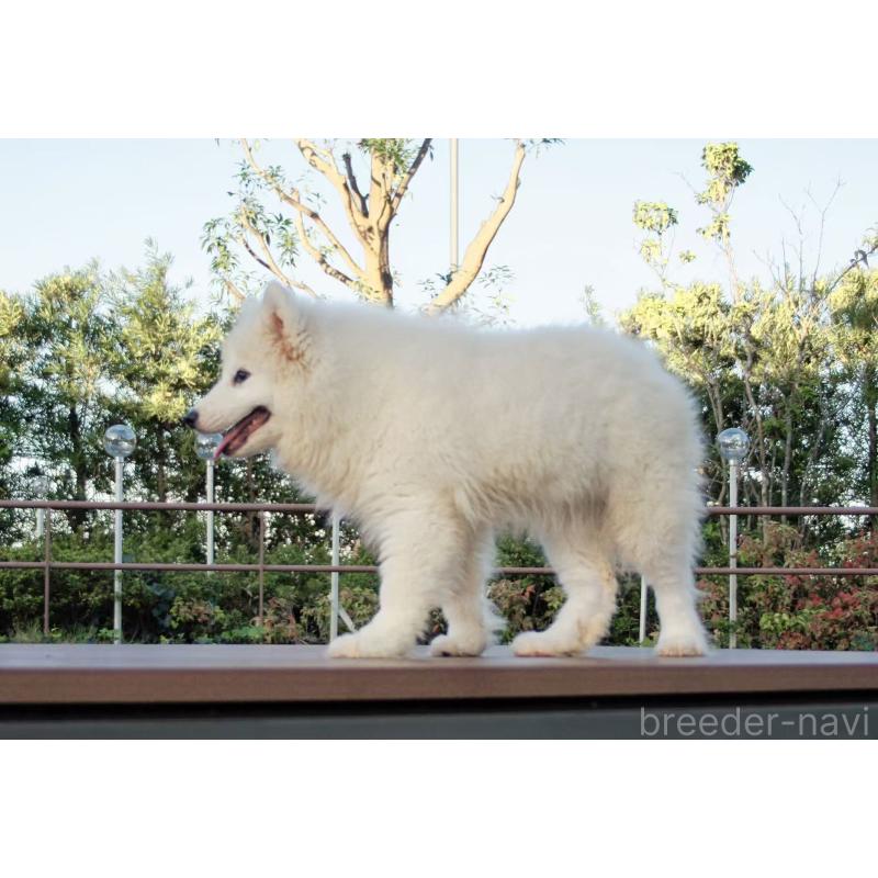販売中の千葉県のサモエド-407360の2枚目