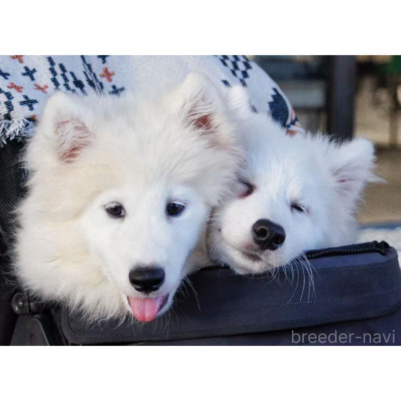 販売中の千葉県のサモエド-403665の2枚目