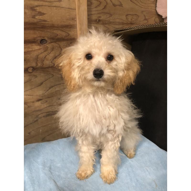 販売中の兵庫県のトイプードル-394924