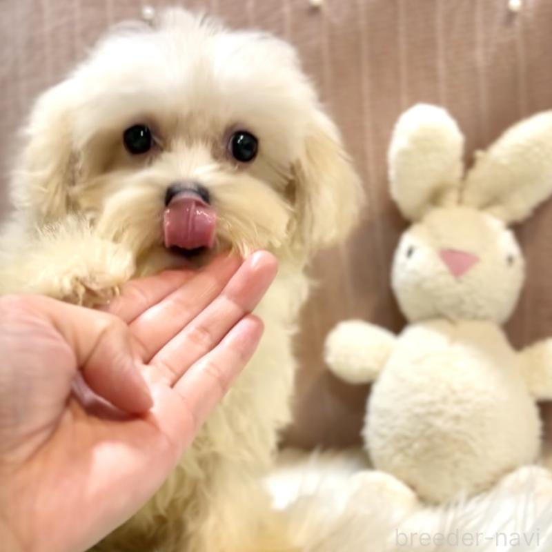 販売中の栃木県のマルプー:マルチーズ×トイプードル-415734の3枚目
