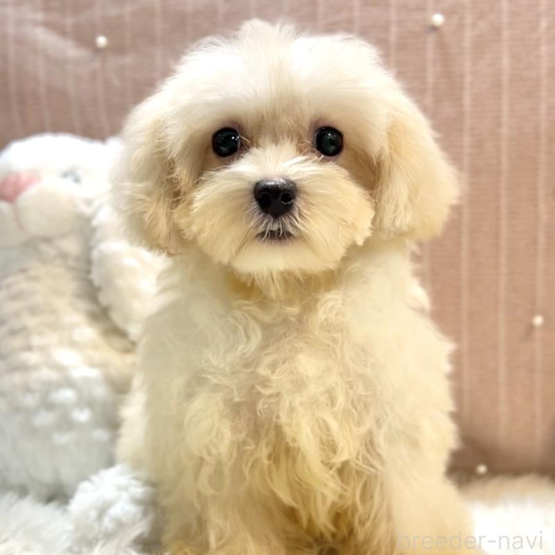 販売中の栃木県のマルプー:マルチーズ×トイプードル-415734