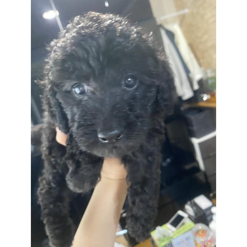 成約済の愛知県のタイニープードル-418964の7枚目