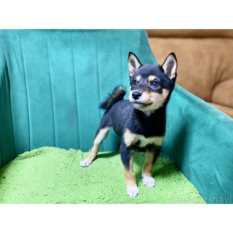 成約済の茨城県の豆柴-416508の2枚目