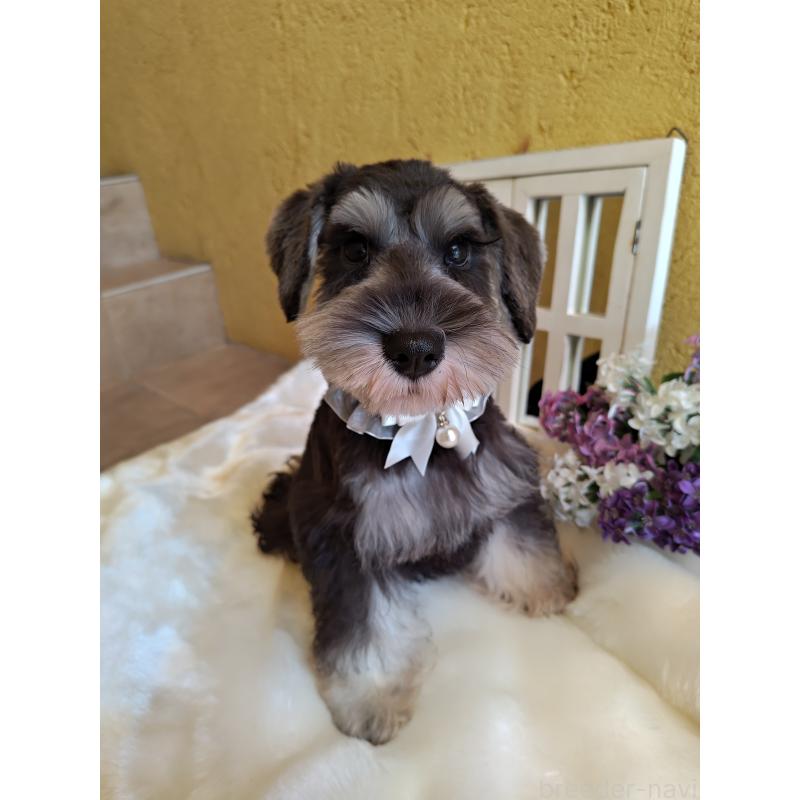 成約済の茨城県のミニチュアシュナウザー-406384の6枚目