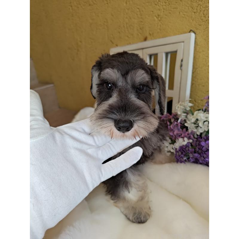 成約済の茨城県のミニチュアシュナウザー-406384の5枚目