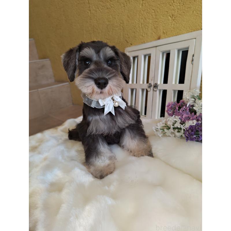 成約済の茨城県のミニチュアシュナウザー-406384の4枚目