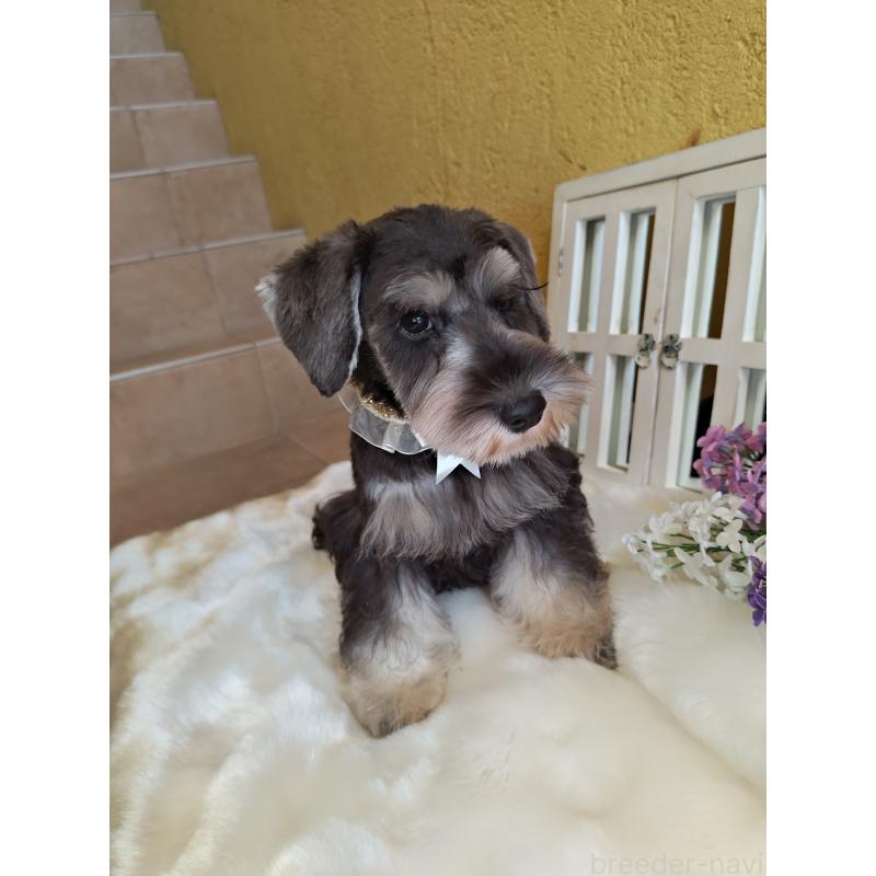 成約済の茨城県のミニチュアシュナウザー-406384の3枚目