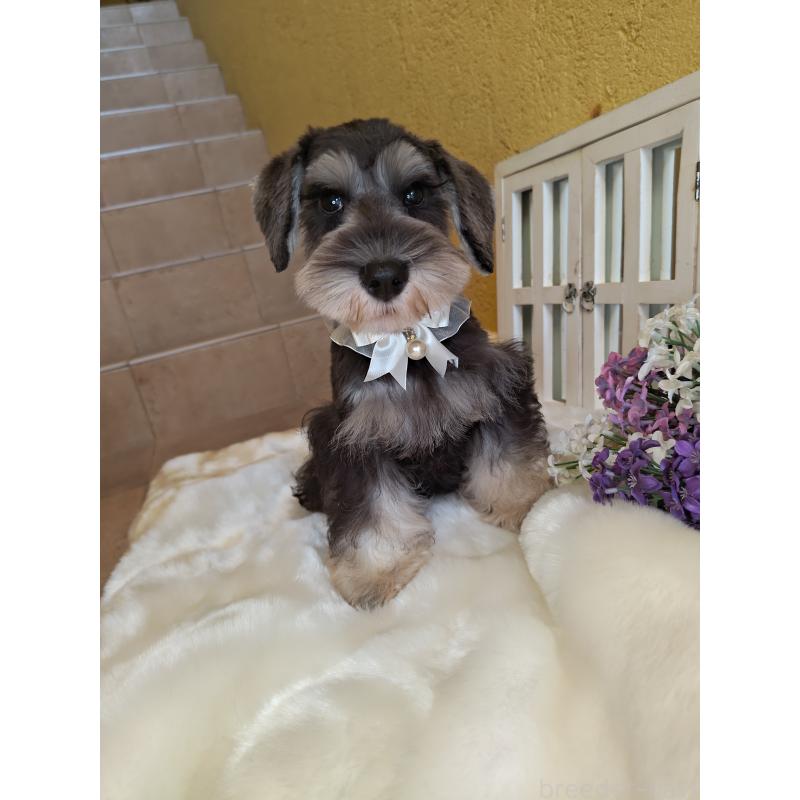 成約済の茨城県のミニチュアシュナウザー-406384の2枚目