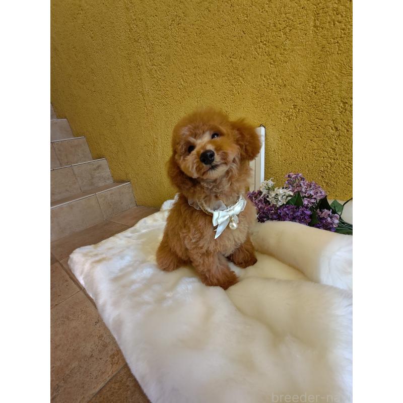 販売中の茨城県のトイプードル-417820の6枚目