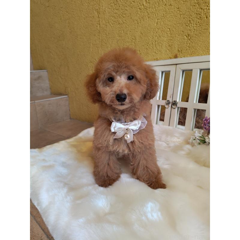 販売中の茨城県のトイプードル-417820の4枚目