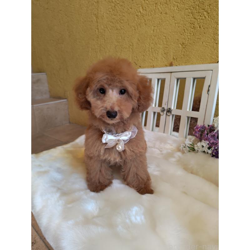 販売中の茨城県のトイプードル-417820の3枚目