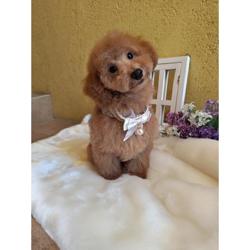 販売中の茨城県のトイプードル-417820の2枚目