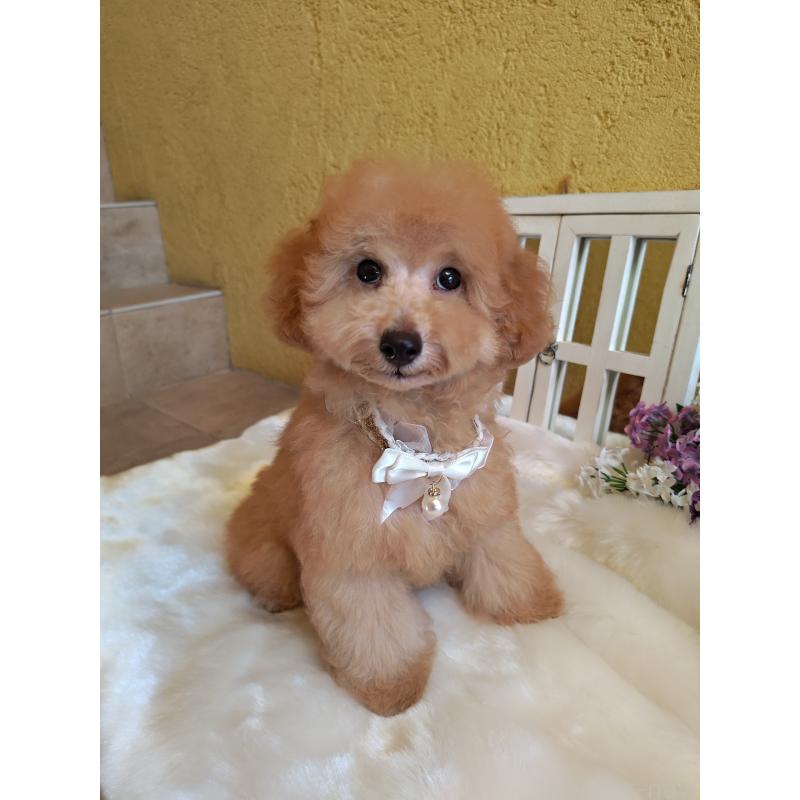 販売中の茨城県のトイプードル-417815の5枚目