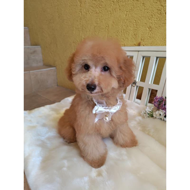 販売中の茨城県のトイプードル-417815の4枚目