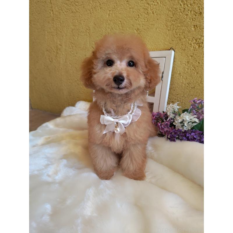 販売中の茨城県のトイプードル-417815の3枚目