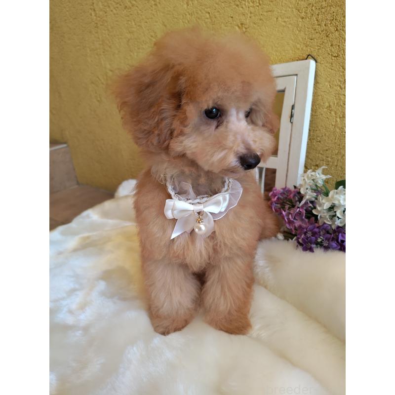 販売中の茨城県のトイプードル-417815の2枚目