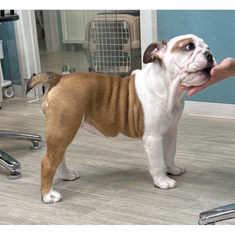 販売中の兵庫県のブルドッグ-404051の2枚目