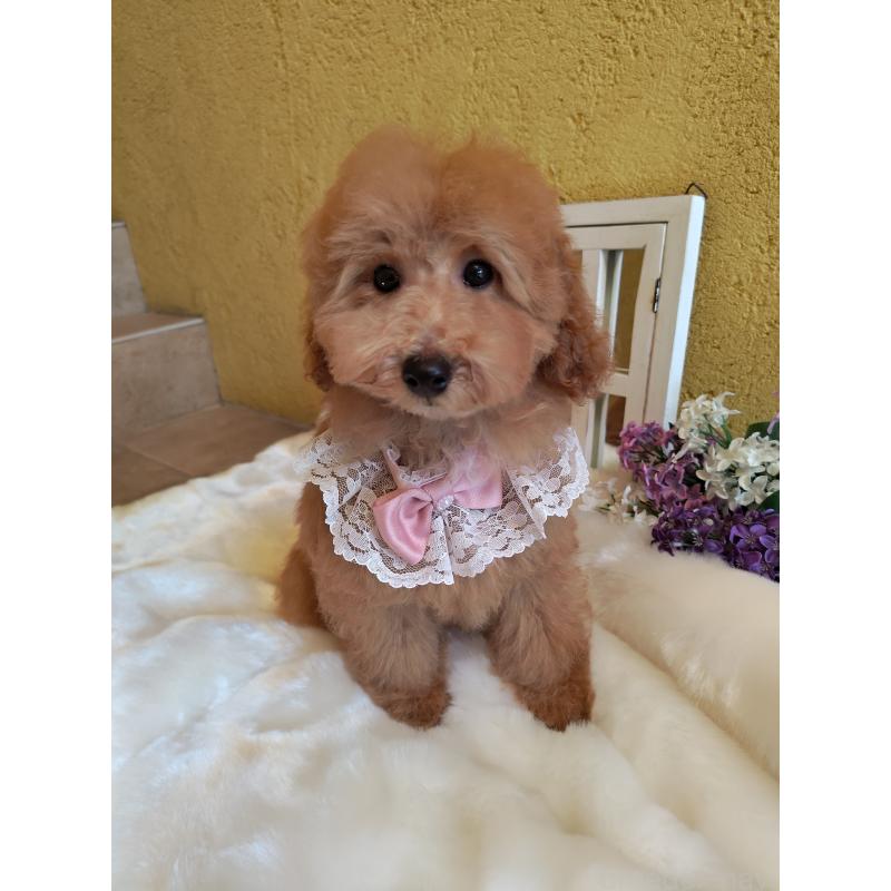 販売中の茨城県のタイニープードル-417827の6枚目