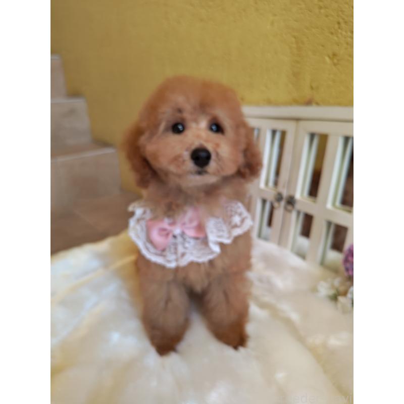 販売中の茨城県のタイニープードル-417827の5枚目