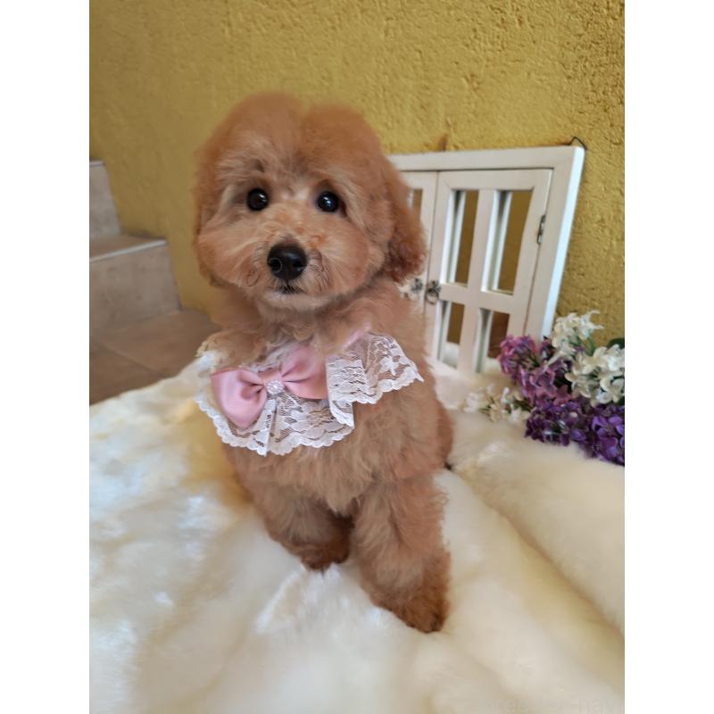 販売中の茨城県のタイニープードル-417827の4枚目