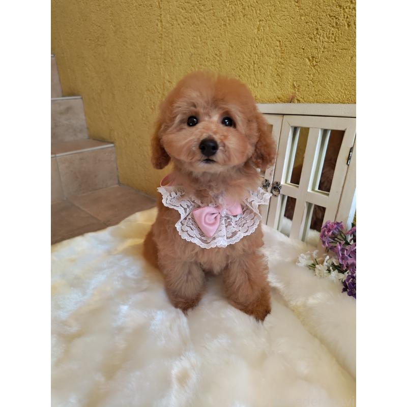 販売中の茨城県のタイニープードル-417827の3枚目