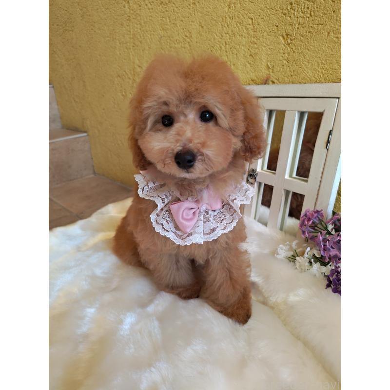 販売中の茨城県のタイニープードル-417827の2枚目