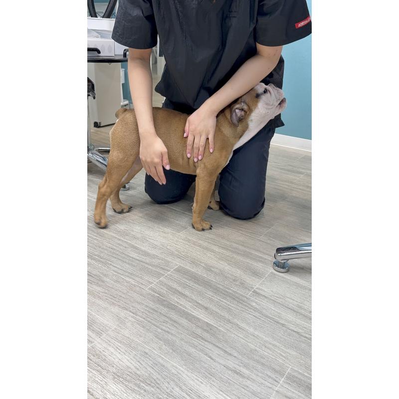 販売中の兵庫県のブルドッグ-404050の3枚目