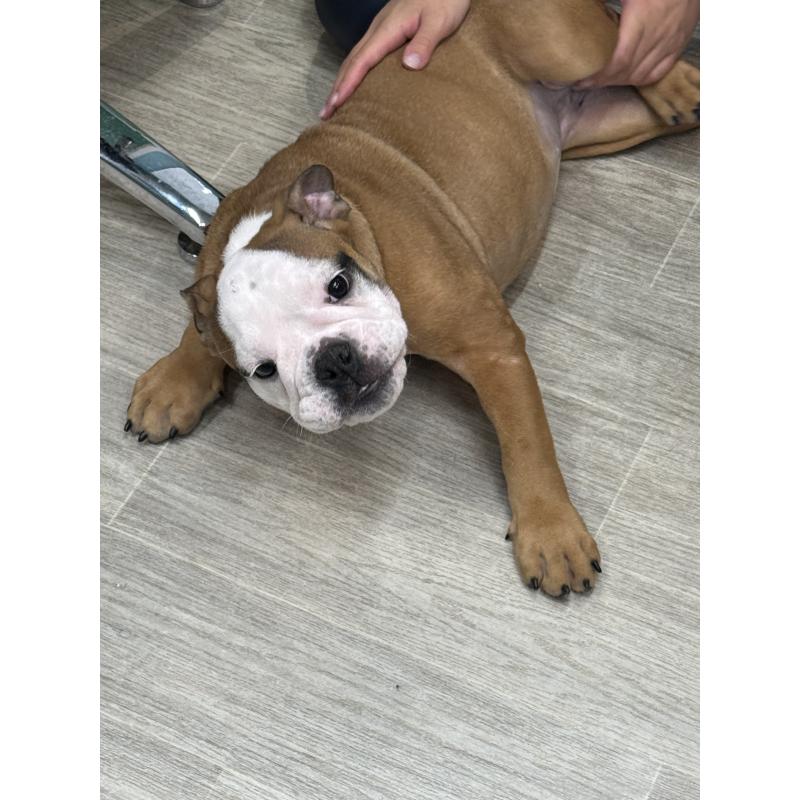 販売中の兵庫県のブルドッグ-404050の2枚目
