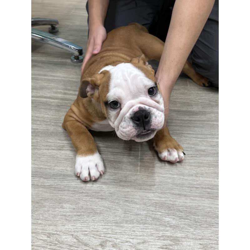 成約済の兵庫県のブルドッグ-396025の2枚目