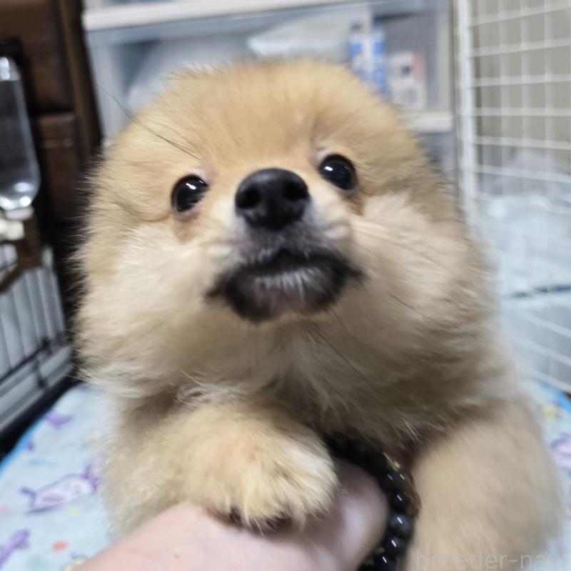 販売中の岡山県のポメラニアン-406319の2枚目