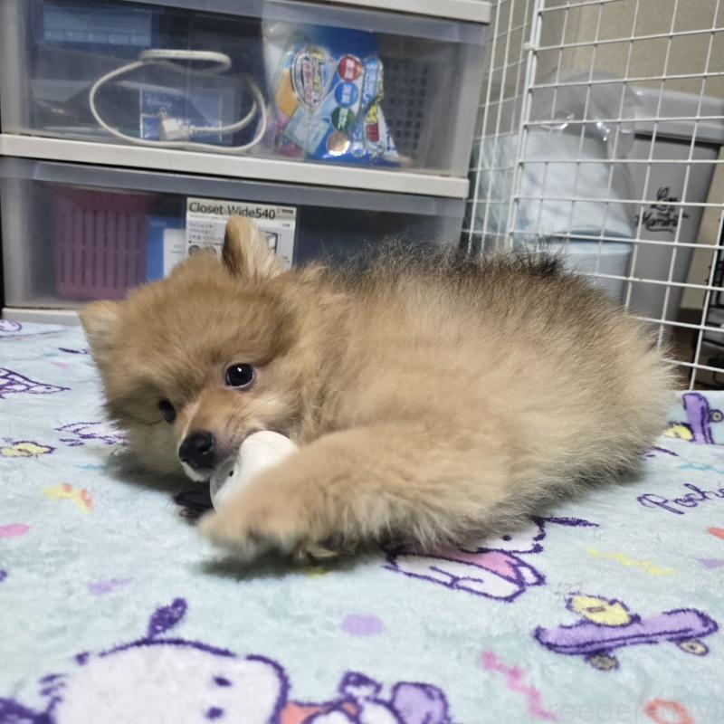 販売中の岡山県のポメラニアン-406319の1枚目