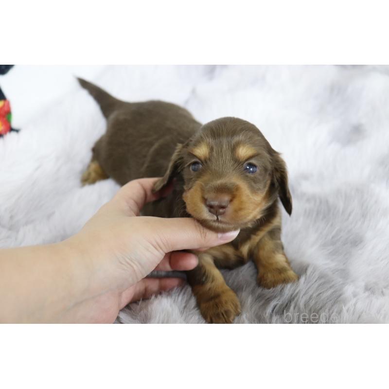 販売中の香川県のミニチュアダックスフンド(ロングヘアード)-420650の4枚目