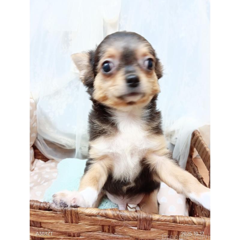 販売中の千葉県のチワワ(ロングコート)-419095の28枚目