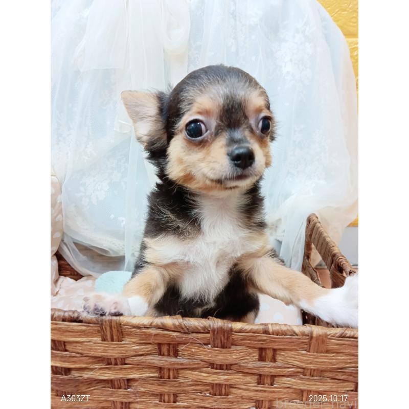 販売中の千葉県のチワワ(ロングコート)-419095の27枚目