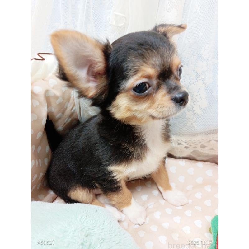 販売中の千葉県のチワワ(ロングコート)-419095の26枚目