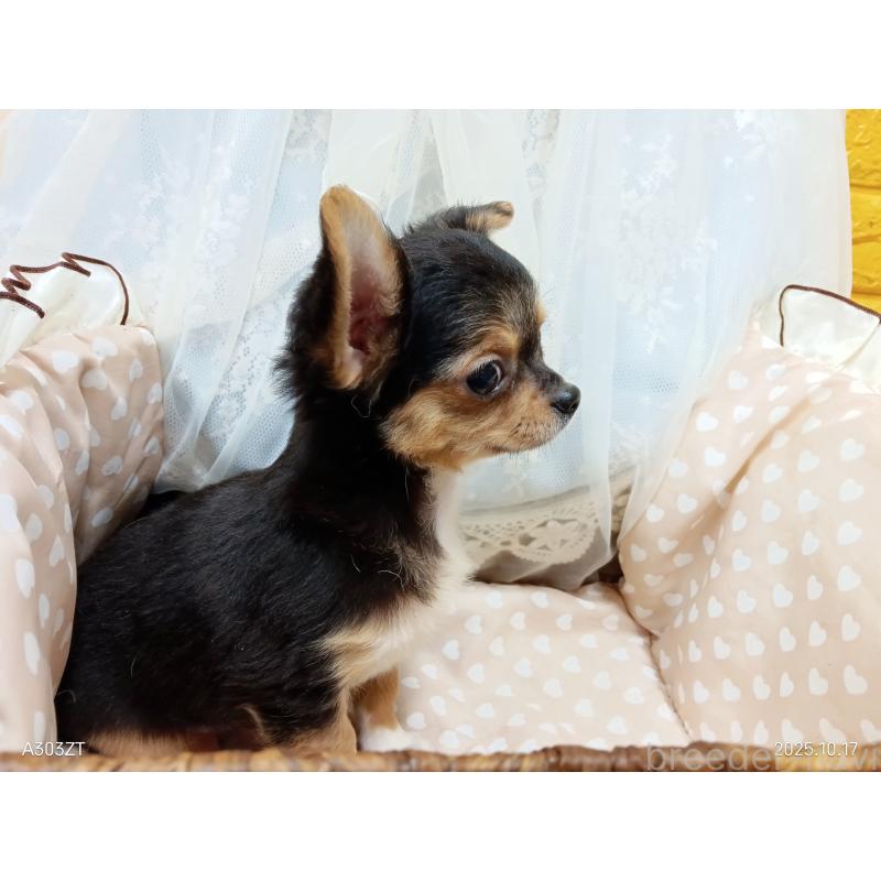 販売中の千葉県のチワワ(ロングコート)-419095の25枚目