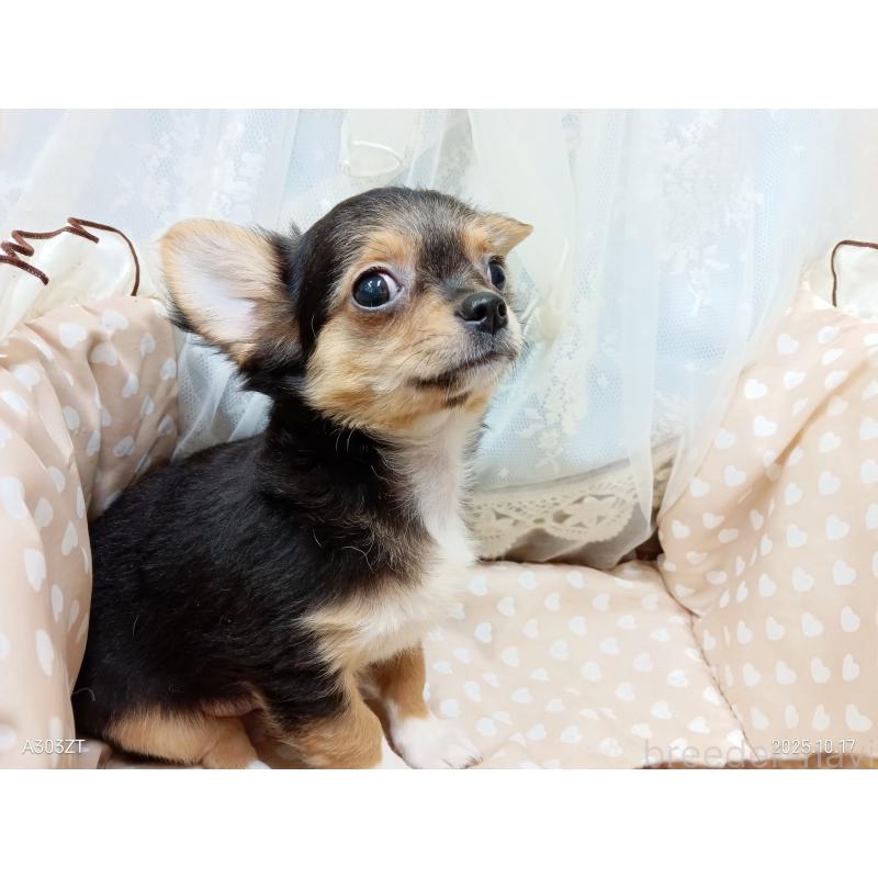 販売中の千葉県のチワワ(ロングコート)-419095の24枚目